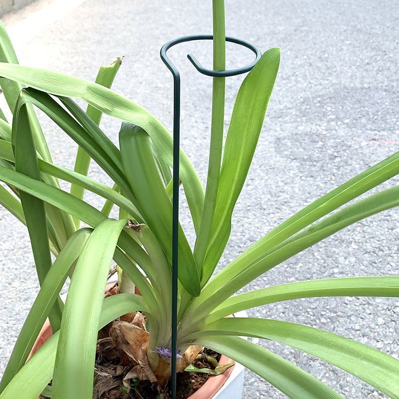 Soporte de arbustos para plant - Plant Parent Tools reseña y precio